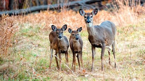 Do White Tailed Fawns Breed Virginia Dwr