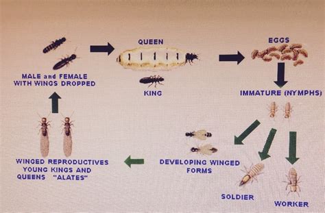 The most common symptom of pubic lice is intense itching in your pubic area. How do I identify Termites: How do I know if I have Termites