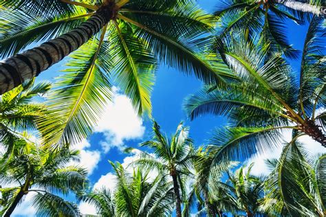 Fantastic Look At Palm Trees On Waikiki Beach Hawaii United States In