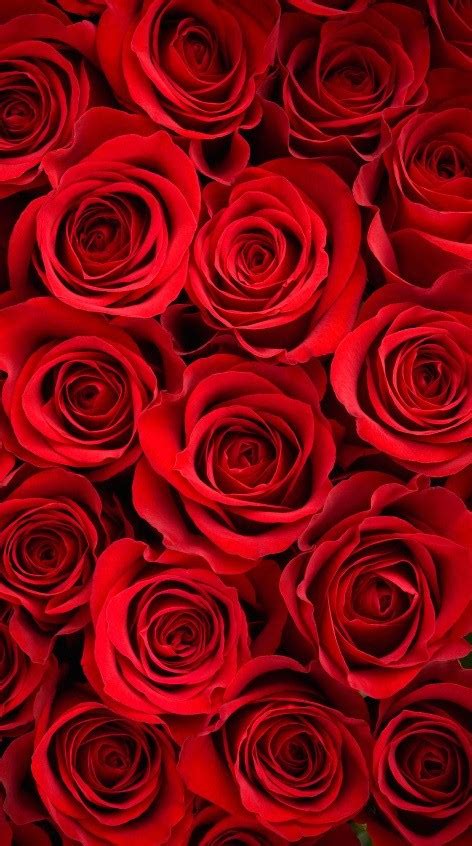 It is possible to rotate the camera, to change a background, to change color of a rose, etc. Red Rose Wallpaper iPhone X | 2020 3D iPhone Wallpaper