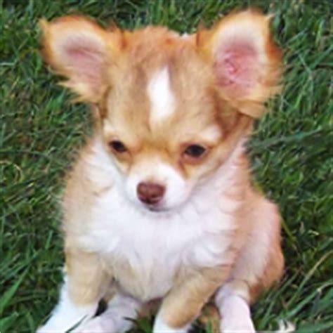 High to low nearest first. - Ohio Chihuahua Rescue - ADOPTIONS - Rescue Me!