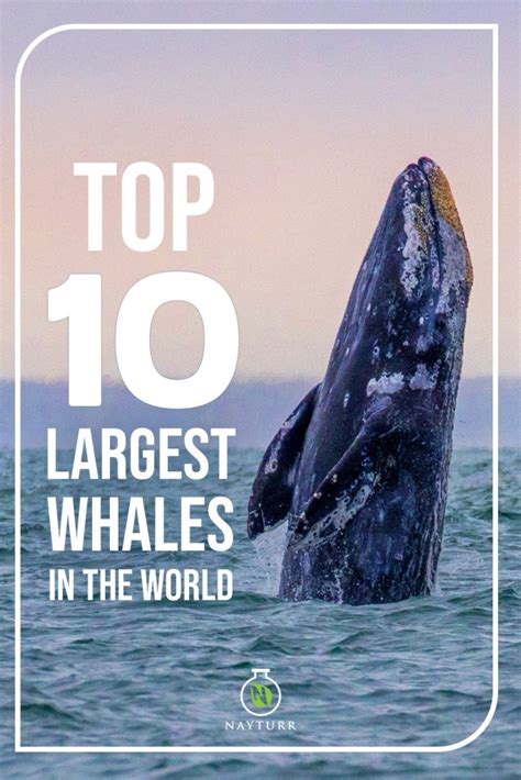 Top 10 Largest Whales In The World Nayturr