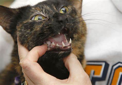 Камни у кота: Мочекаменная болезнь у кошек - симптомы и лечение Картинка - Камни у кота: Мочекаменная болезнь у кошек - симптомы и лечение