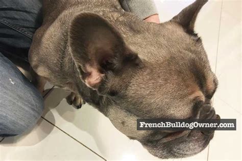 Are French Bulldogs Clipped