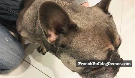 french bulldog ears folding back