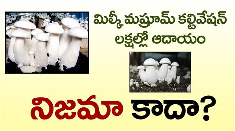 Milky Mushroom Cultivation In Telugu How To Cultivate Mushrooms In