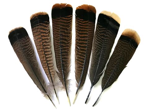 14 Lb Natural Black And Brown Wild Turkey Tail Feathers Moonlight