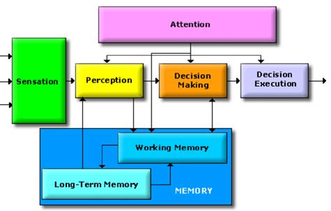 Example Of A Simplified Human Information Processing Model Used By The