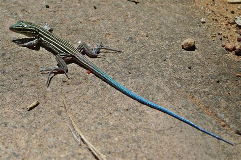 Blue Tailed Lizard Wv Blue Tail Skink By Hollie Nass Redbubble