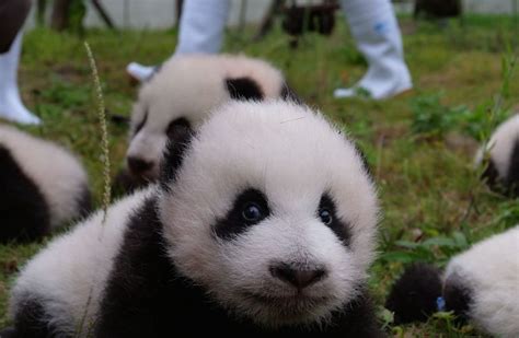 36 Baby Giant Pandas Make Their Roly Poly Public Debut