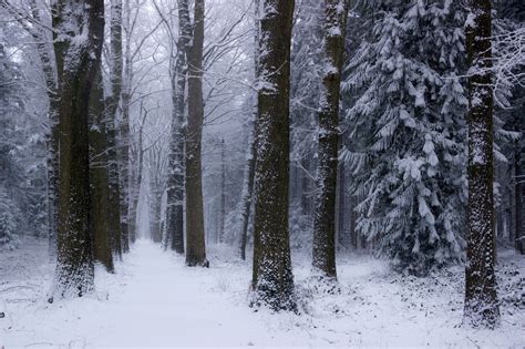 Wallpaper Trees Landscape Nature Snow Branch Cold Frost Spruce