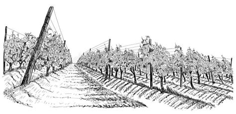 Vineyard With Farm On Horizon Inside Of Decorative Arc From Grapes And