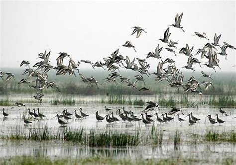 Migratory Birds Begin Arriving In Chilika India News India Tv