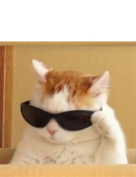 Create Comics Meme Cat With Sunglasses Meme Memes With Cats Cat Mem Comics Meme