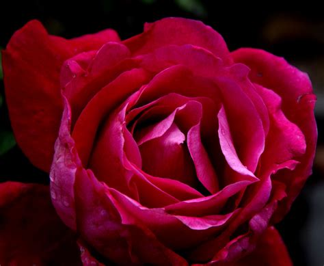 Close Up Of Dark Pink Rose Free Stock Photo Public Domain Pictures