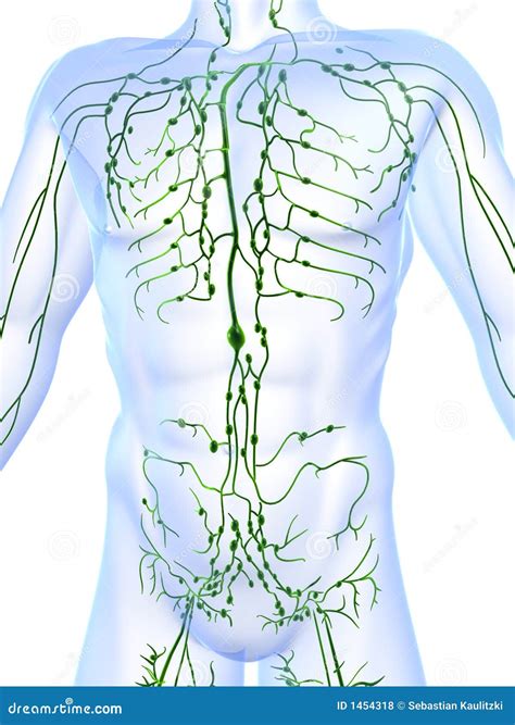 Lymphatic System With Skeleton Royalty Free Illustration