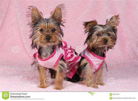 Yorkshire Terrier Puppies Dressed Up In Pink Stock Image Image Of Full Girlie 56379147