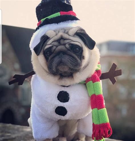 Christmas Snowman Pet Dog Or Cat Fancy Dress Costume Outfit On A Pug 📷