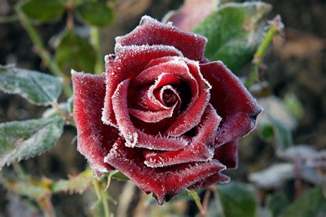 How To Care For Roses In Winter The Rosey Gardener