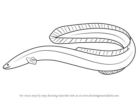 How To Draw An American Eel Fishes Step By Step