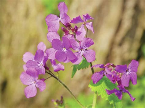 Lunaria Is Like Money In The Gardening Bank