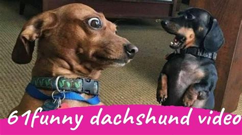 61 Funny Dachshund Dogs Videos Instagram Funny And Cute Dachshund Dog