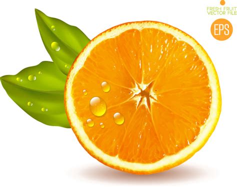 orange slice  vector    vector  commercial