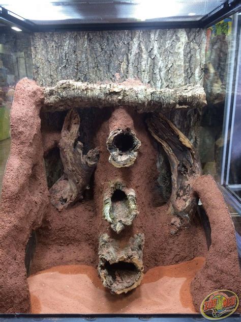 A scorpion and tarantula fighting in new leaf. 18x18x24 Zoo Med Terrarium. DIY this terrarium with ReptiSand, and Cork Rounds and Mopani Wood ...