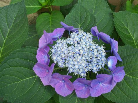 Lacecap Hydrangea Lace Cap Hydrangea Lacecap Back Porch Cabbage