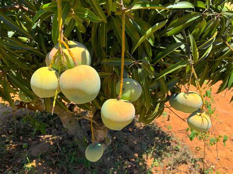 Buy Romania Apple Mango Online Home Delivered Naturally Ripened