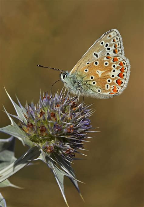 Martin Jump Wildlife Photographer The Common Blue Butterfly
