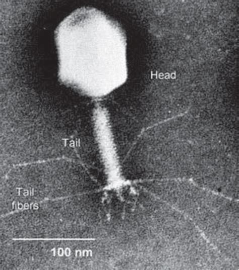 Electron Micrograph Of A Bacteriophage Bio Art Electrons Life Science