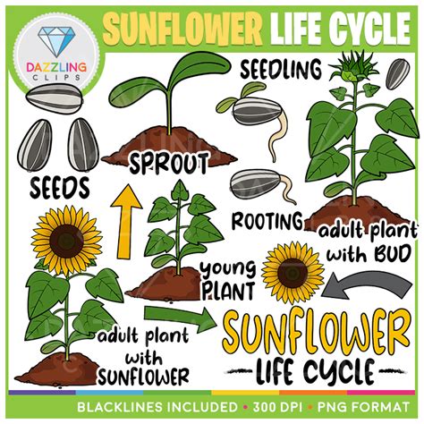 Life Cycle Sunflower Plant Pictures Best Flower Site