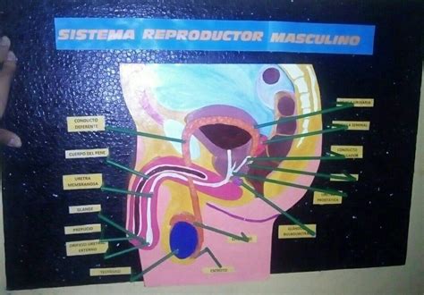 Maqueta Sistema Reproductor Masculino Anatomy Lessons Pandora My Xxx