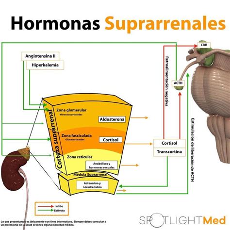 Hormonas De Las Gl Ndulas Suprarrenales Spotlightmed Spotlight