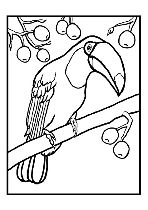 Coloriage Toucan Sur