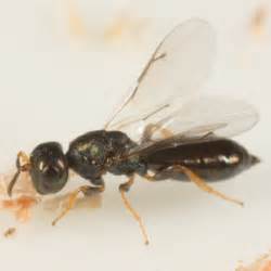 Parasitoid Of Wood Boring Beetle Bugguidenet