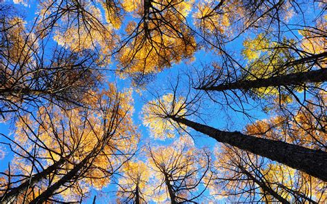 Looking Up At Trees With Autumn Leaves Stretching Into The Sky Nature