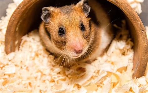 Do Hamsters Need To Be Kept Warm Tips Hibernation