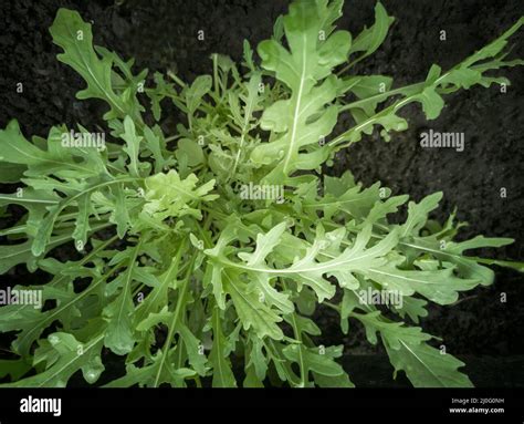 Young Arugula Plants Grow In The Ground Stock Photo Alamy