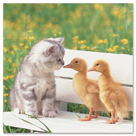 Baby Ducks And Kittens