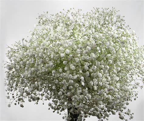 Dec 12, 2017 · day of the dead flowers. Baby's Breath X-Lence, White - Jacksonville Flower Market