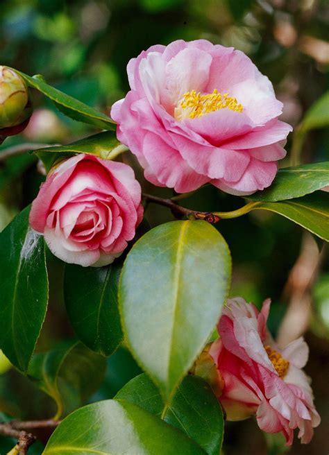 18 Beautiful Spring Flowering Shrubs That Will Bloom Year After Year