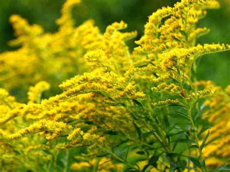 If the game will be updated you will can download update for free. How to Grow and Care for Goldenrods | World of Flowering ...