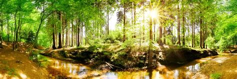 Forest With Brook And Bright Sun Stock Photo Image Of Gorgeous