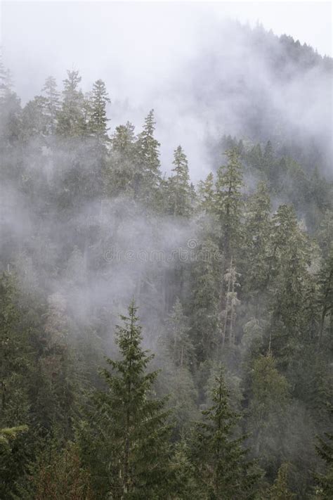 Foggy Oregon Forest Stock Image Image Of Mountain Humidity 114989107