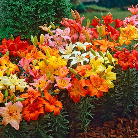 Asiatic Lily Bulbs Dwarf Mix Flower Bulbs Eden Brothers