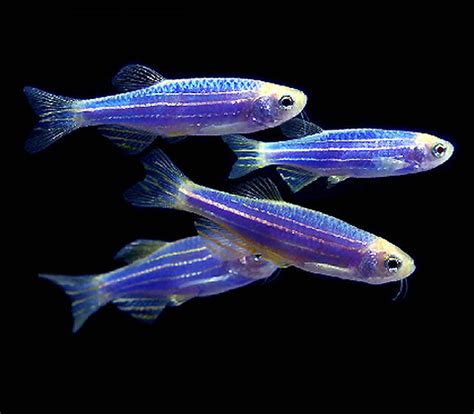 Premium Cosmic Very Blue Glofish Danio Size 1 To 12