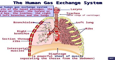 The Human Gas Exchange System Consists Of The Nasal Passages The