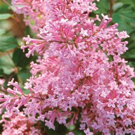 25 Pink White Lilac Seeds Tree Fragrant Hardy Perennial Flower Shrub